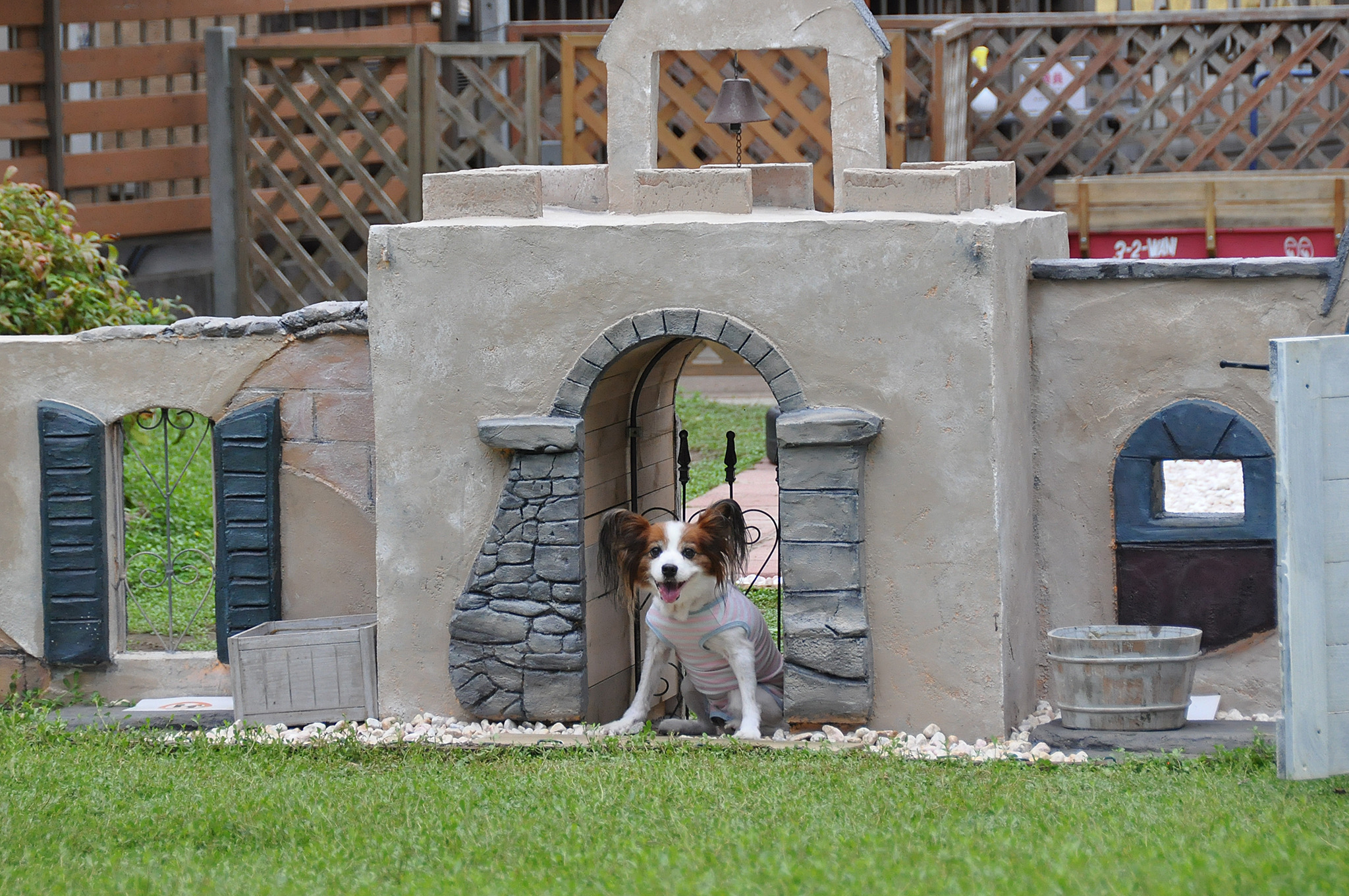 僕と愛犬の癌闘病記 Vol 4 軽く考えていた異変 癌はそこから始まっていた 動物のリアルを伝えるwebメディア Reanimal