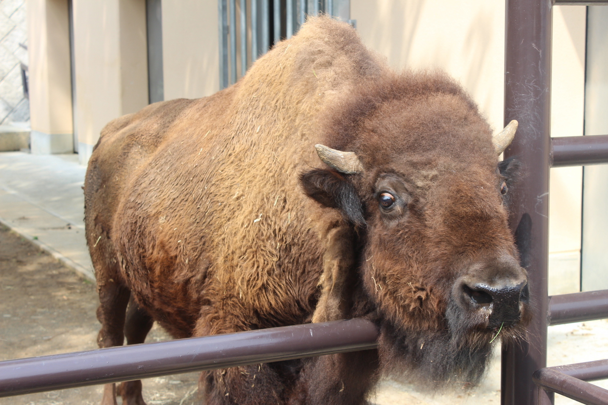 静岡市立日本平動物園、「干支展（丑）～ハッピー・ぎゅー・イヤー