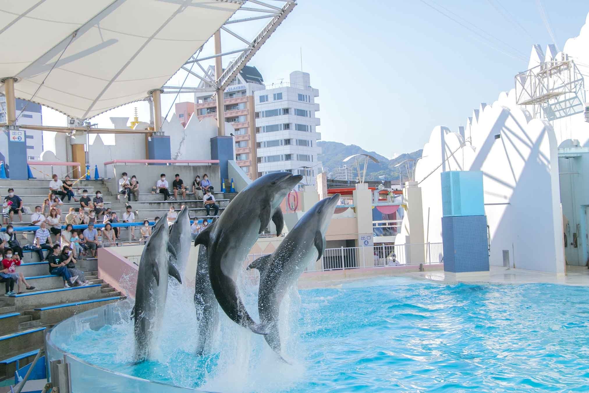 神戸市立須磨海浜水族園、イルカライブ「THE FINAL～つなぐ2021→2024