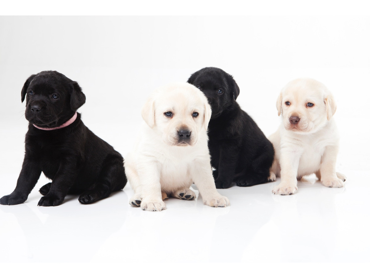 アメリカと日本の人気犬種ランキング 愛犬に求めるものの違い 動物のリアルを伝えるwebメディア Reanimal