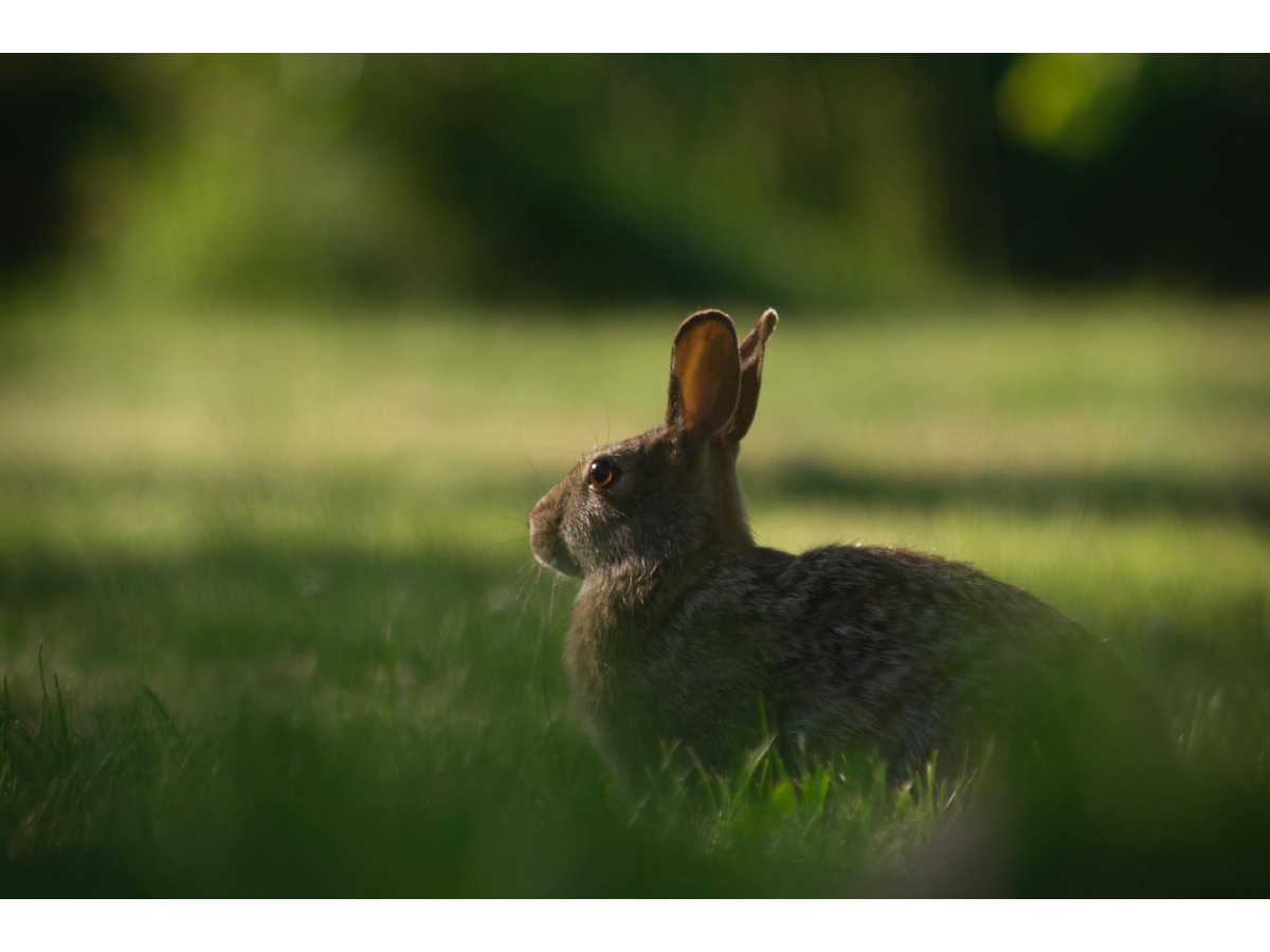 アメリカでウサギの感染症が流行 動物のリアルを伝えるwebメディア Reanimal