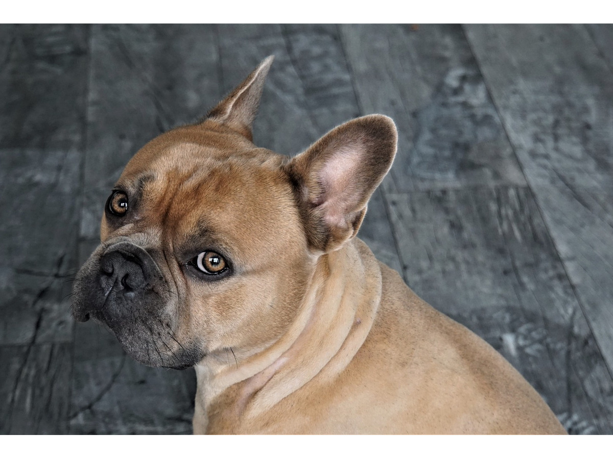 イギリスとアメリカの愛犬事情 フレブル人気沸騰でケンネルクラブが懸念を表明 1枚目の写真 画像 動物のリアルを伝えるwebメディア Reanimal
