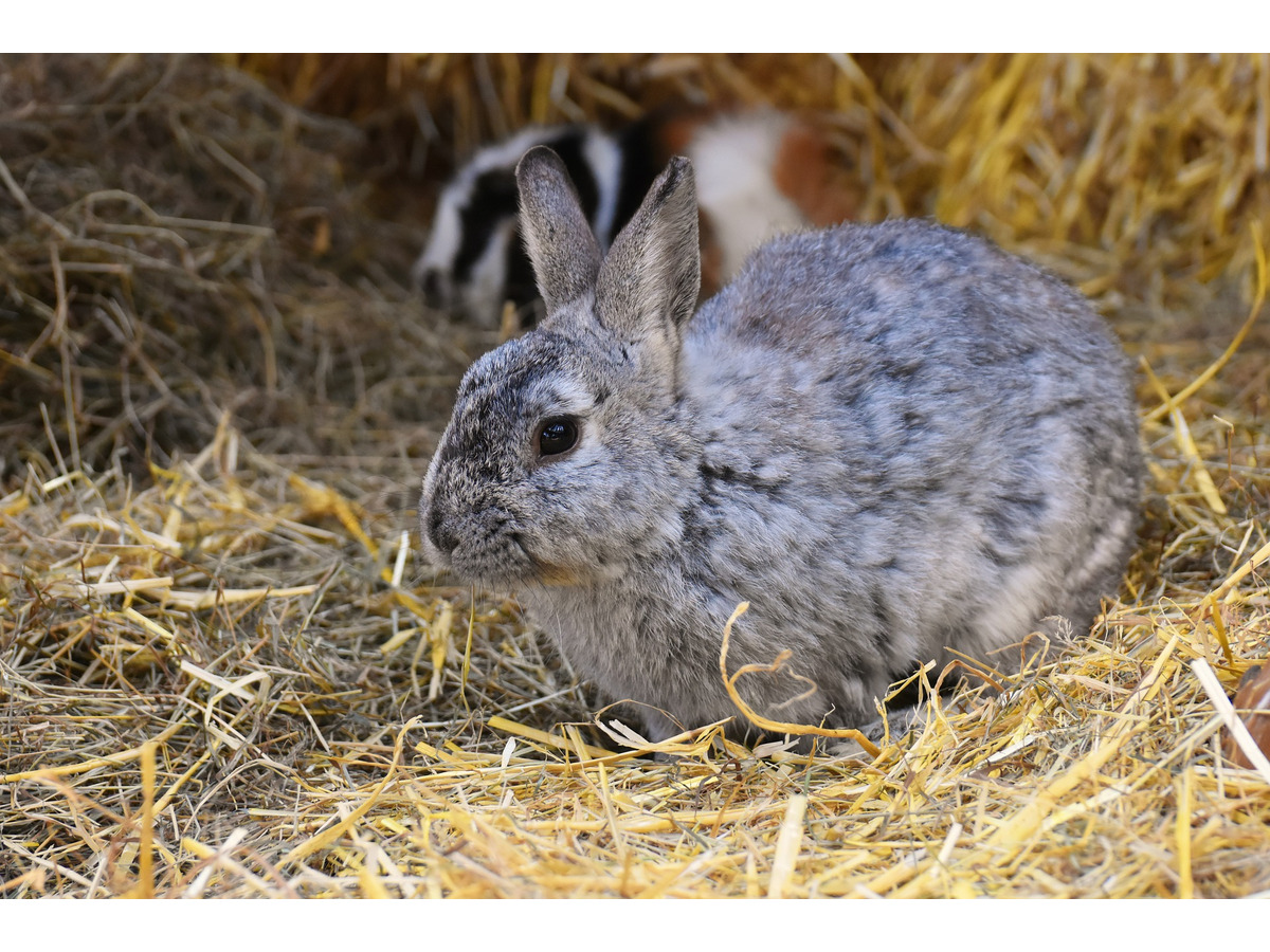 ウサギの感染症 アメリカ全土に広がる危険性あり 動物のリアルを伝えるwebメディア Reanimal