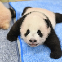 WWFジャパン創立50周年記念、100％オーガニックコットン「パンダ