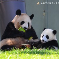 ナショナル ジオグラフィック プロの撮り方 完全マスター ベーシック を刊行 6月29日 動物のリアルを伝えるwebメディア Reanimal