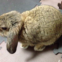 ズボラ女子とわがままウサギ Vol 4 食欲不振は緊急事態 ウサギの不調の見分け方 動物のリアルを伝えるwebメディア Reanimal