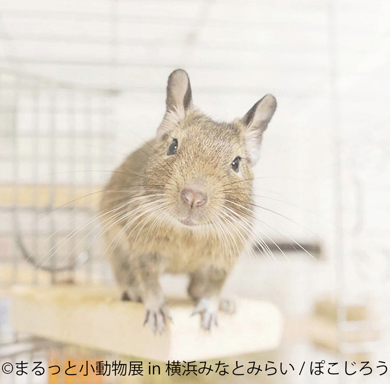 合同写真展＆物販展「まるっと小動物展 in 横浜みなとみらい」開催