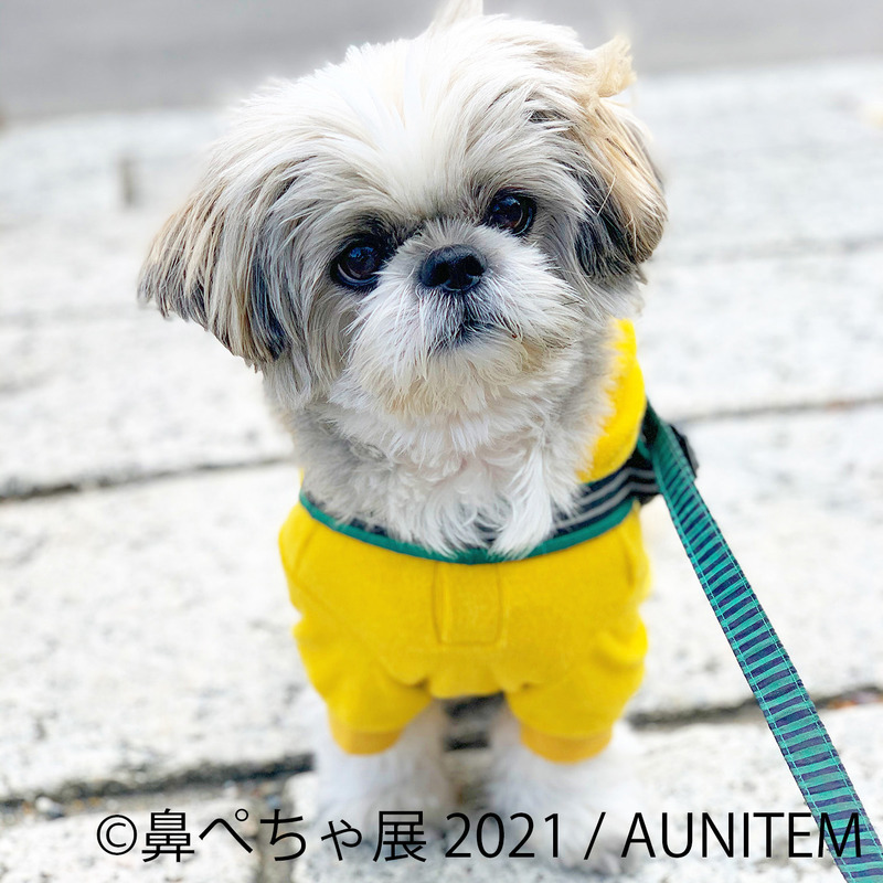 鼻ぺちゃ犬の合同写真展＆物販展「鼻ぺちゃ展」、横浜＆調布で開催