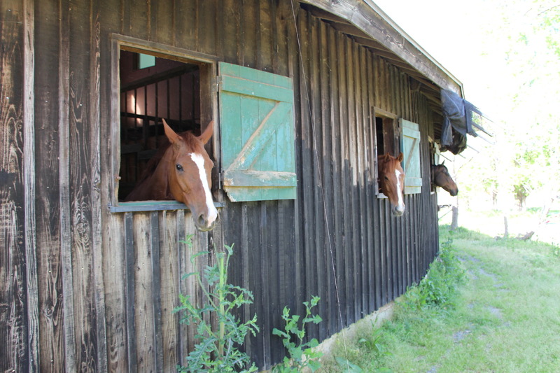 引退馬協会の拠点である乗馬倶楽部「イグレット」