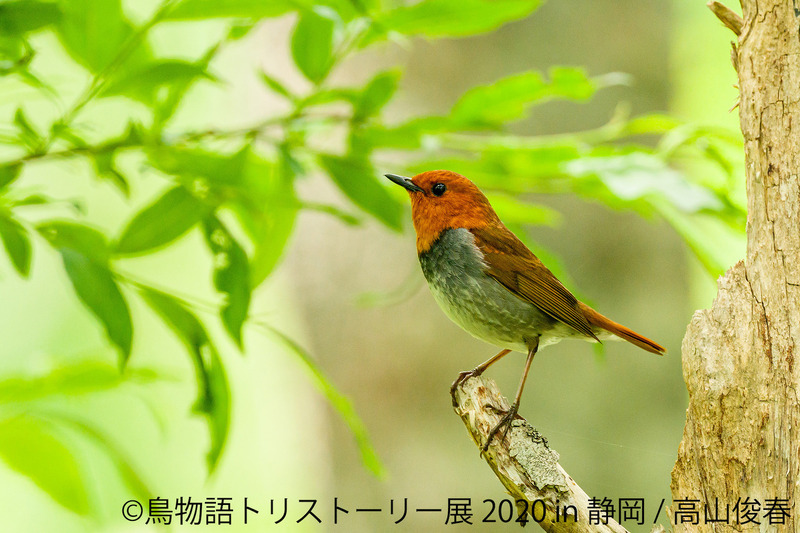 BACON、「鳥物語トリストーリー展 2020 in 静岡」を開催