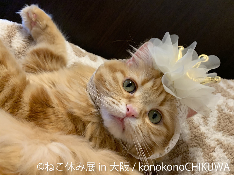 猫クリエイターが集結する合同写真展＆物販展「ねこ休み展」、1年ぶりに大阪で開催