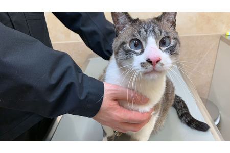 保護猫ふくちゃんとの生活 Vol 10 これは何 お迎え後初めての病院 動物のリアルを伝えるwebメディア Reanimal