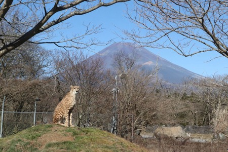 キリマンジャロじゃなく富士山バックに決めポーズ 富士サファリパークのチーター 動物のリアルを伝えるwebメディア Reanimal