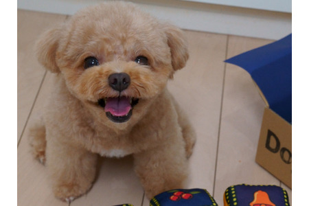 犬の避妊 去勢手術はどうすべきか Vol 2 関節疾患や悪性腫瘍のリスクも 獣医学論文による警告 動物のリアルを伝えるwebメディア Reanimal
