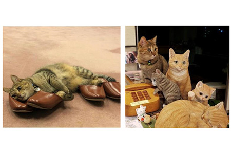 旅行情報誌 じゃらん 宿の看板猫人気ベスト5を発表 動物のリアルを伝えるwebメディア Reanimal