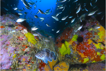 東日本大震災から10年、美しい三陸の海の水中写真展「Sanriku再生の