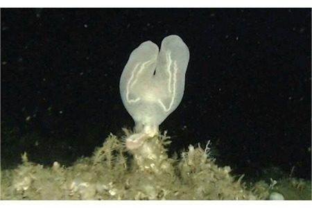 FullDepth×新江ノ島水族館、研究成果発表展示「相模湾 江の島沖の深海