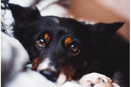 犬がなりやすい病気 角膜潰瘍編 対処が遅れると角膜に穴が開く可能性も 動物のリアルを伝えるwebメディア Reanimal