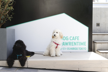 愛犬が主役のドッグカフェ Dog Cafe Pawrentime 東京 広尾にオープン 動物のリアルを伝えるwebメディア Reanimal
