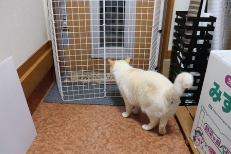 玄関からの脱走防止に 柱式つっぱり棒で結界を張る ねこdiy 動物のリアルを伝えるwebメディア Reanimal