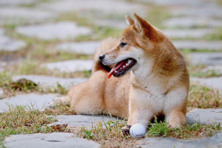 獣医療の最前線 同じ動きを繰り返し生活に支障をきたす 犬の 常同障害 インタビュー Vol 1 動物 のリアルを伝えるwebメディア Reanimal