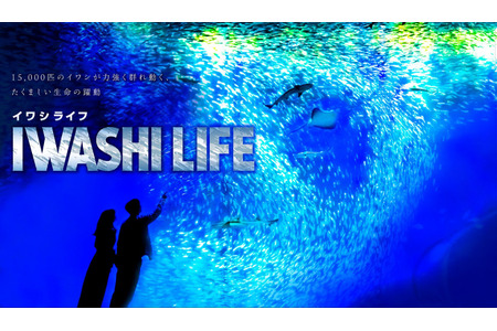 アクアワールド茨城県大洗水族館、約1万5000匹のイワシが力強く群れ