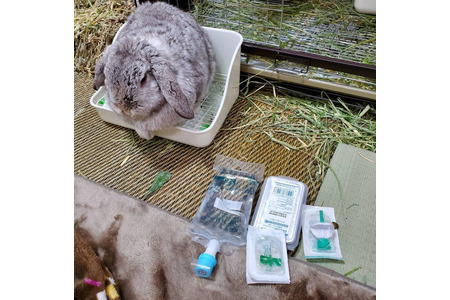 ズボラ女子とわがままウサギ Vol 12 予想以上に壮絶だった けまり の闘病生活と看病疲れ 動物のリアルを伝えるwebメディア Reanimal