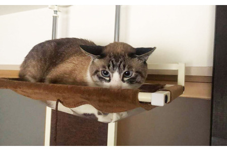 保護猫ふくちゃんとの生活 Vol 15 子供と初めての接触 警戒するも最後は仲直り 動物のリアルを伝えるwebメディア Reanimal