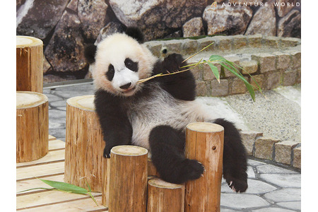 パンダの赤ちゃん・楓浜へ、木登り能力を発揮できる新しい遊具を