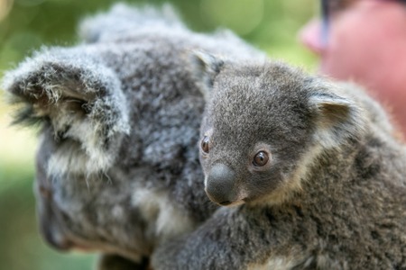 オーストラリアからライブで結ぶオンラインツアー かわいいコアラと野生動物の保護活動 開催 6月26日 動物 のリアルを伝えるwebメディア Reanimal