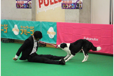 ドッグダンス は犬自身がどれだけ飼い主との演技を楽しめるかが重要 アニマルワールドカップ21 動物のリアルを伝えるwebメディア Reanimal