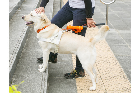 働く犬たち 盲導犬編 Vol 1 どんな仕事をしている 性格は犬によって様々 インタビュー 動物のリアル を伝えるwebメディア Reanimal