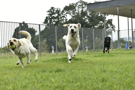 働く犬たち 盲導犬編 Vol 3 よく観察し褒めて伸ばす 個性に合わせた 教育 と適材適所 インタビュー 動物 のリアルを伝えるwebメディア Reanimal