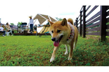 愛犬とbbqを楽しめる Dog Run q Terrace 静岡 酪農王国オラッチェにオープン 動物のリアルを伝えるwebメディア Reanimal