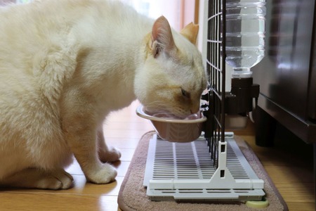猫の人気記事ランキングtop5 21年上半期 動物のリアルを伝えるwebメディア Reanimal