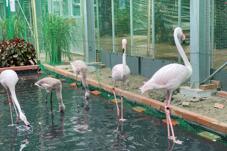 温かい地域に住む鳥たちをメインにした 南の鳥ふれあいエリア 復活 富士花鳥園 動物のリアルを伝えるwebメディア Reanimal