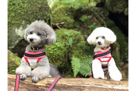 新しい出会いに ありがとう 保護犬 ここな を迎えてからの生活 動物のリアルを伝えるwebメディア Reanimal