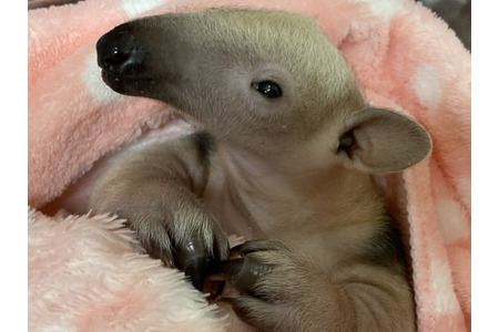 ミナミコアリクイの赤ちゃん誕生 名前は イク 育 に決定 伊豆シャボテン動物公園 動物のリアルを伝えるwebメディア Reanimal