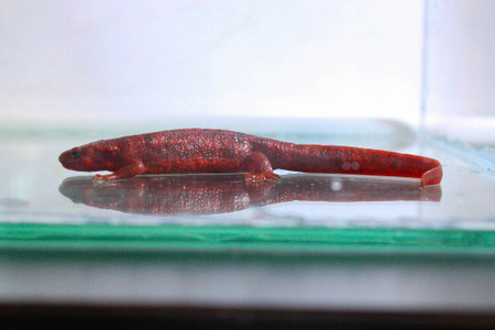 須磨海浜水族園、「全身真っ赤なアカハライモリ」を展示…兵庫県初記録