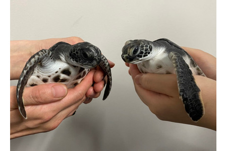 すみだ水族館、小笠原生まれのアオウミガメの赤ちゃんを一般公開…10月2