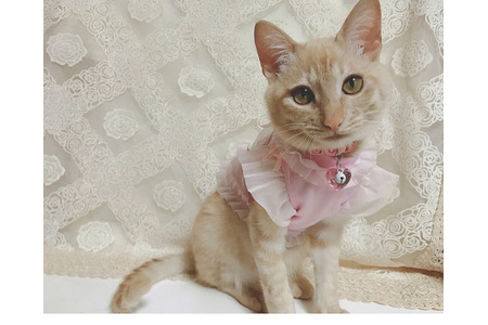 下半身まひで保護された 奇跡 という名前の子猫 先住犬が親代わりに 動物のリアルを伝えるwebメディア Reanimal