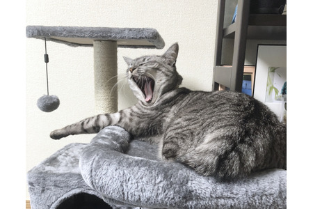 赤ちゃんと猫 Vol 1 謎めいた存在にびっくり仰天 保護猫が初めて娘に会った日のこと 動物のリアルを伝えるwebメディア Reanimal