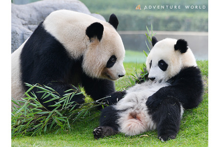 楓浜 1歳記念クリアファイル、冊子 アドベンチャーワールド 和歌山の