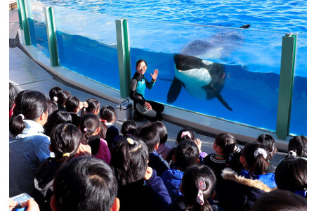鴨川シーワールド 小学生対象の冬休み限定体験学習プログラムを開催 11月25日10時より受付開始 動物のリアルを伝えるwebメディア Reanimal