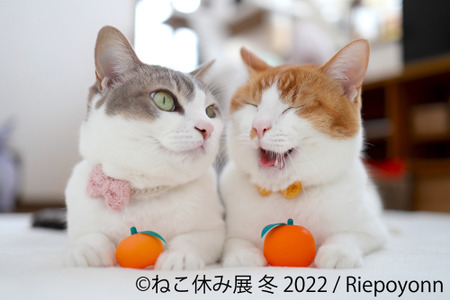 ねこ休み展 冬の本祭 東京にて開催 22年1月28日 2月27日 動物のリアルを伝えるwebメディア Reanimal