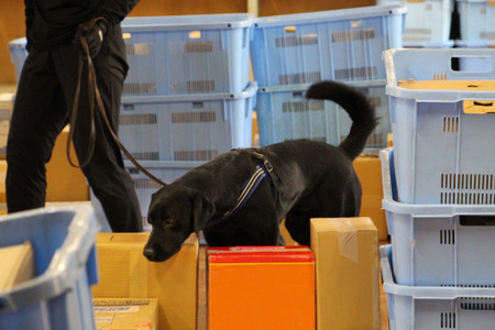 働く犬たち 麻薬探知犬編 日本の入り口で不正薬物の密輸を防ぐ大型犬 インタビュー 動物のリアルを伝えるwebメディア Reanimal