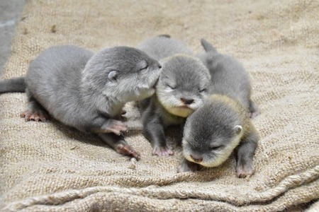 【⑧様】レッサーパンダ＆コツメカワウソ＆コウベモグラ＆アメリカビーバー 着ぐるみ ⑧様】レッサーパンダ＆コツメカワウソ＆コウベモグラ＆アメリカ