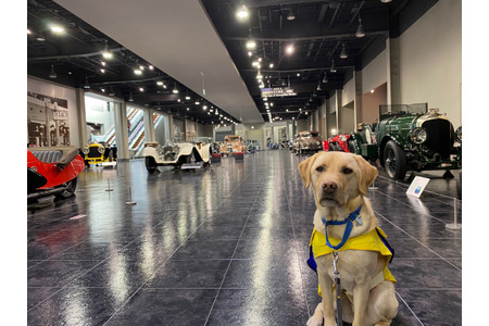 トヨタ博物館での介助犬トレーニング 約1年ぶりに実施 日本介助犬協会 動物のリアルを伝えるwebメディア Reanimal