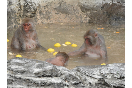 東武動物公園 サル山とカピバラの露天風呂を開催 2月26日までの土曜日 動物のリアルを伝えるwebメディア Reanimal