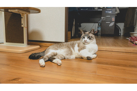 保護猫ふくちゃんとの生活 Vol 17 苦戦した物件探しから初めての引っ越しまで 動物のリアルを伝えるwebメディア Reanimal